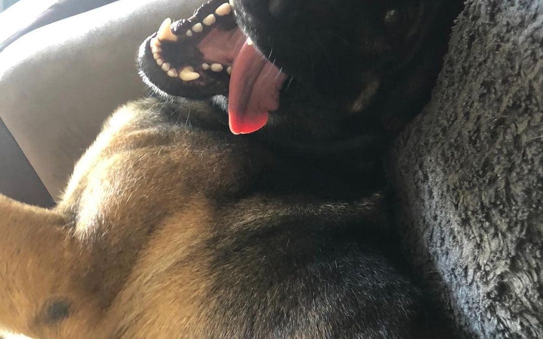 I’m so dangerous! #belgiummalinois #malinois #malinoislovers...